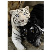 Klasické drevené puzzle - Tigre, A3