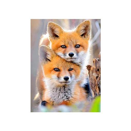 Foto - Diamantové maľovanie - Oranžovo šedé líšky, 50 x 70